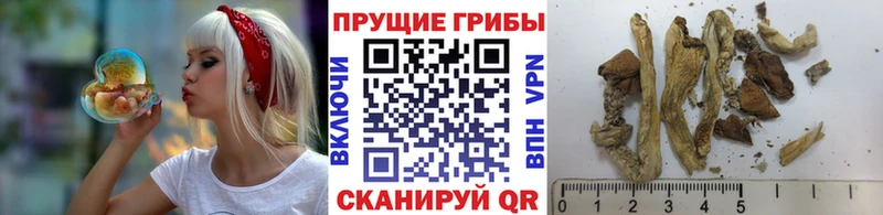 Псилоцибиновые грибы Psilocybe  Зеленоградск 